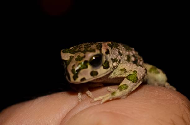 istock Small Frog on hand at night close view 1398371537