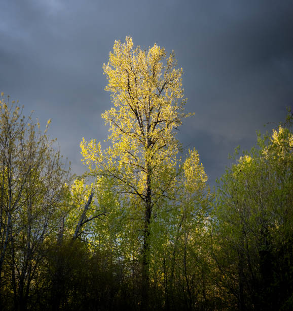 This massive Alder tree was photographed in springtime with brilliant fresh green leaves at sunset near Seattle. A dark moody sky serves as a dramatic backdrop.