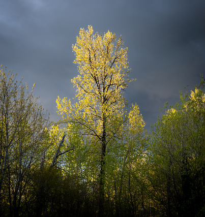 This massive Alder tree was photographed in springtime with brilliant fresh green leaves at sunset near Seattle. A dark moody sky serves as a dramatic backdrop.