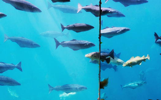 Large saltwater fish swimming in a huge sea aquarium behind the glass, blue background, marine life.