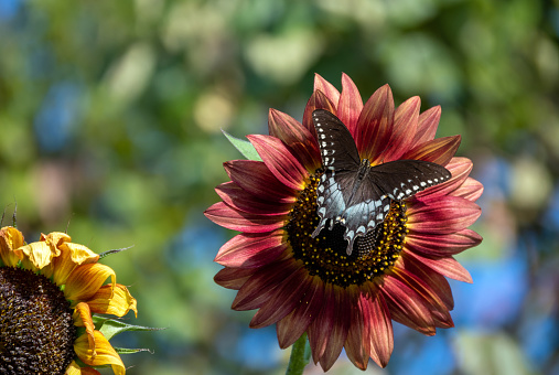 A large beautiful swallowtail butterfly rests gracefully on a maroon colored sunflower. A fading and decaying sunflower floats in the edge. Bokeh.
