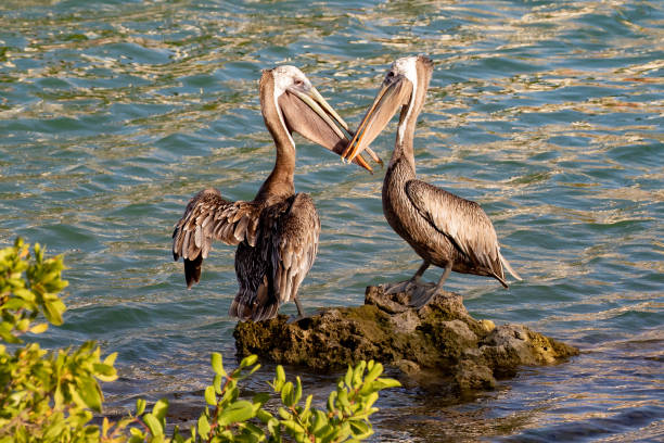 istock Two brown pelicans forming the shape of a heart 1398372880