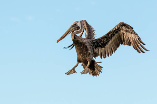 istock Brown pelican spreading its wings before landing 1398372886