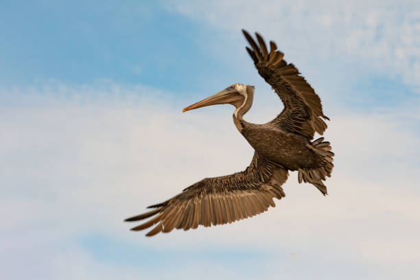 istock Brown pelican turning in the morning light 1398372894