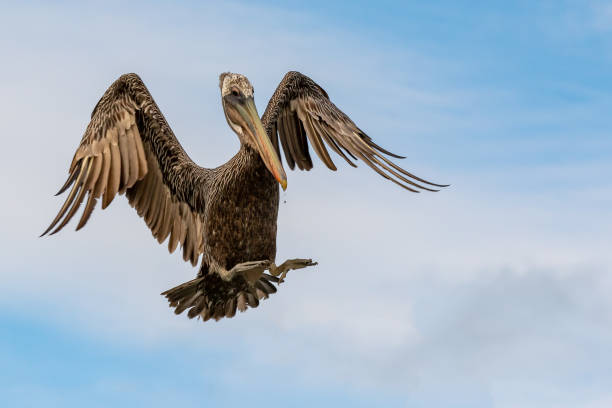 istock Brown pelican spreading its wings before landing 1398372895