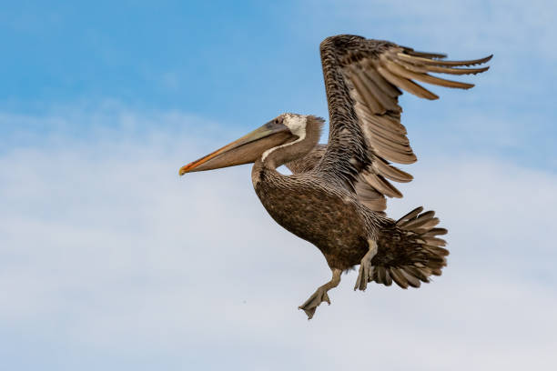 istock Brown pelican spreading its wings before landing 1398372898