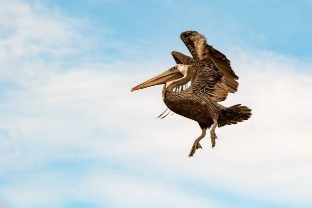 istock Brown pelican spreading its wings before landing 1398372902