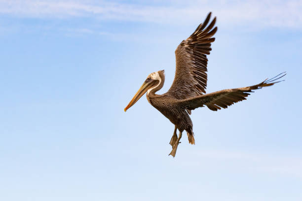 istock Brown pelican spreading its wings before landing 1398372903
