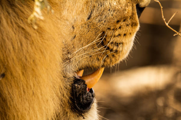 mandíbula de leão - lions tooth - fotografias e filmes do acervo