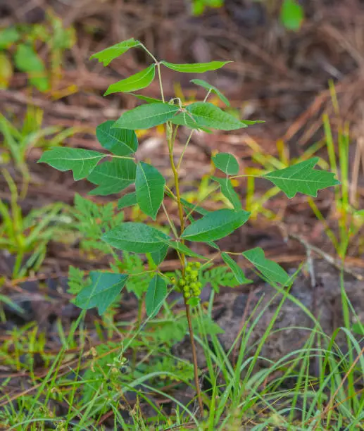 wild Poison oak - TOXICODENDRON PUBESCENS - also known as Atlantic poison oak, oakleaf ivy, or oakleaf poison ivy