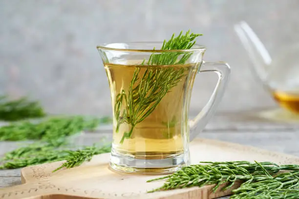 Fresh horsetail or Equisetum arvense twigs in a cup of herbal tea