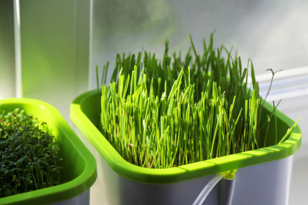 istock Growing microgreens for your cat at home under natural light. Wheatgrass microgreens in a plastic crate 1398374607