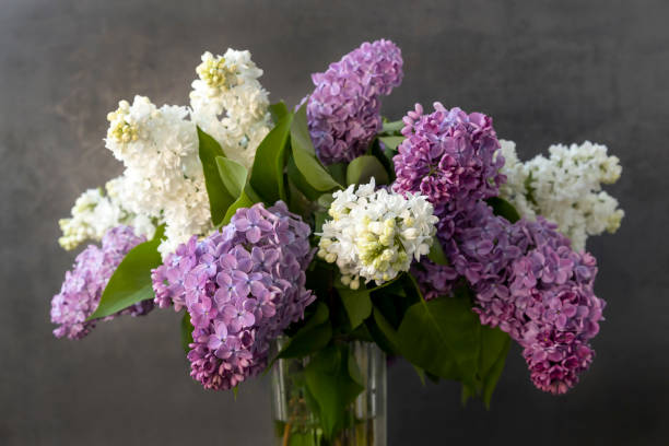 bouquet of colorful lilac flowers on a dark background. - f04 imagens e fotografias de stock