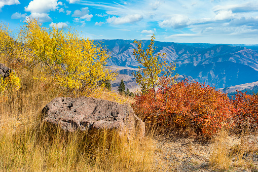 Autumn foliage at Hells Canyon Overlook in Wallowa-Whitman National Forest, Oregon, USA on a sunny autumn day.