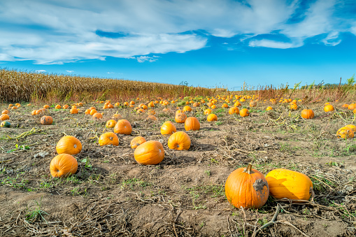 pumpkin on background of blue sky, autumn