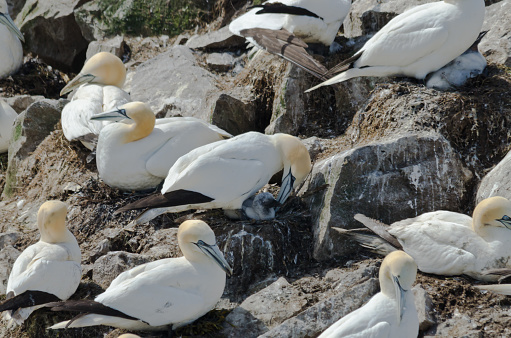 Northern gannets on the nest