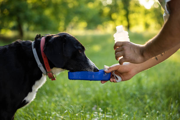 istock Dog enjoying fresh water 1398375744