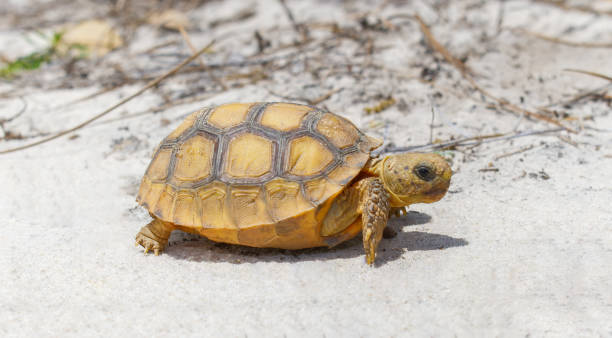 Wild Baby gopher tortoise - Gopherus polyphemus - walking in north Central Florida sand stock photo