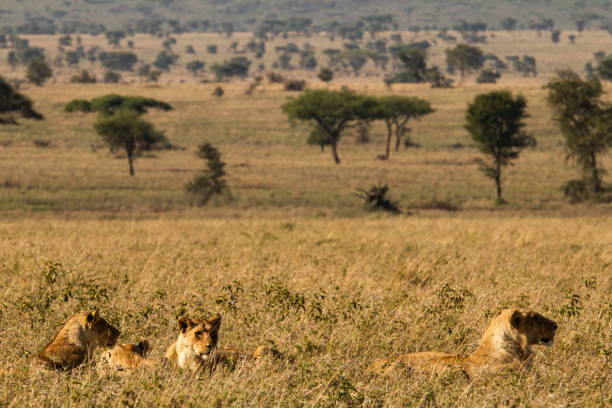 istock Lion family 1398376666