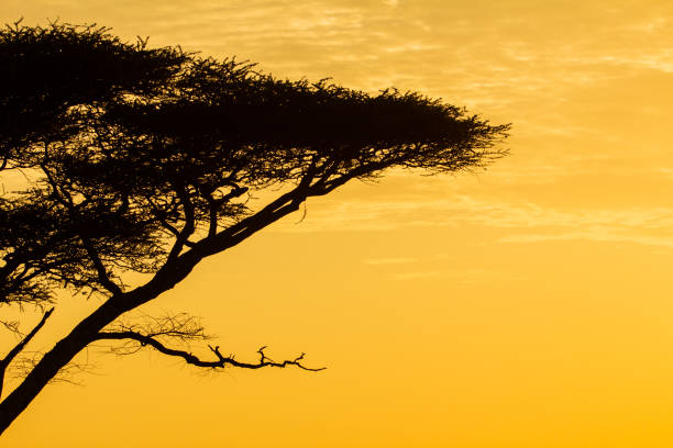 Acacia sunset Wildlife picture acacia tree photos stock pictures, royalty-free photos & images