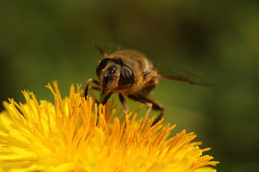 Common drone fly Eristalis tenax hover fly pollinating a dandelion flower ￼