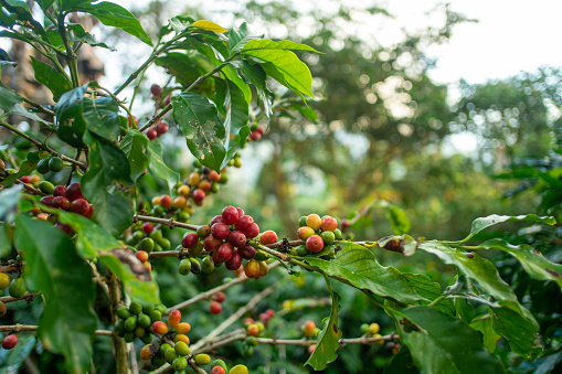 organic coffee plantation in the central jungle of peru