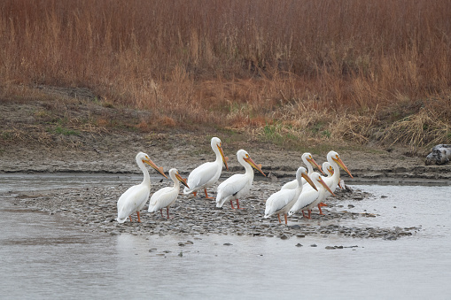 A group of nine American White Pelicans resting on rocks in the Musselshell River in central Montana in northwest USA.