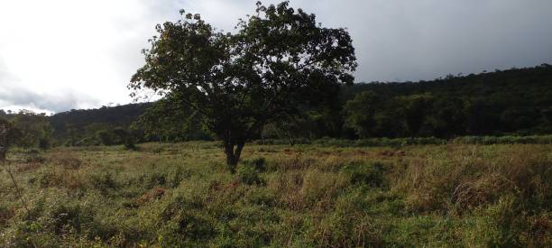 istock tree in the middle of the pasture 1398378212