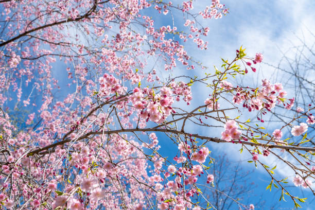 istock Cherry Blossoms at Kariya Park, Mississauga, Canada. 1398381132