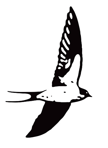 Vector illustration of a Barn Swallow flying