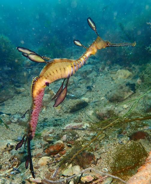 istock Weedy sea dragon with eggs 1398383703