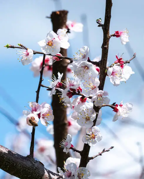 BRANCH FULL OF PEACH FLOWERS WITH CLEAR SKY