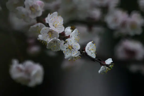 WHITE PEACH FLOWERS ON A TREE BRANCH IN THE RAIN