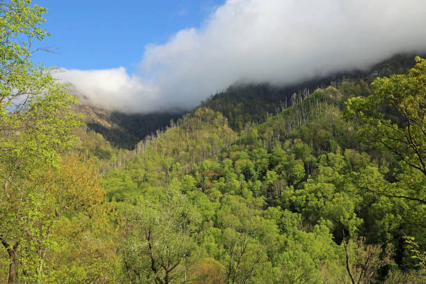 весна в горах - gatlinburg great smoky mountains national park north america tennessee стоковые фото и изображения