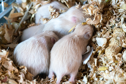 A litter of tiny hamsters had not opened their eyes