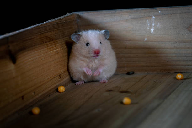 Night photography of the Wood mouse next to the busy road in London