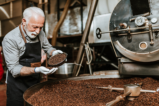 Senior man is holding freshly roasted aromatic coffee beans over a modern coffee roasting machine.