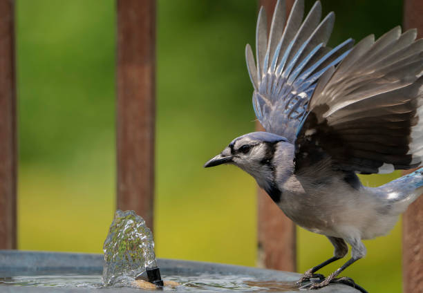 istock Bluejay on the edge of the bird bath 1398389931