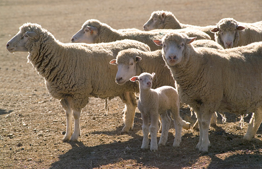 a small flock of sheep with lambs in Australia.