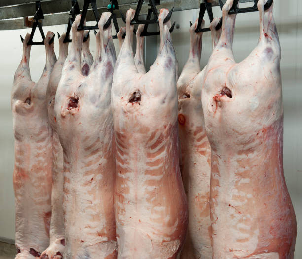 canales de ovejas. - butcher butchers shop slaughterhouse hook fotografías e imágenes de stock
