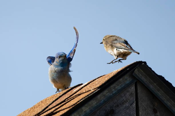 Mountain Bluebird pair dance (it appears) on a rooftop in mountains of Montana in northwest USA.