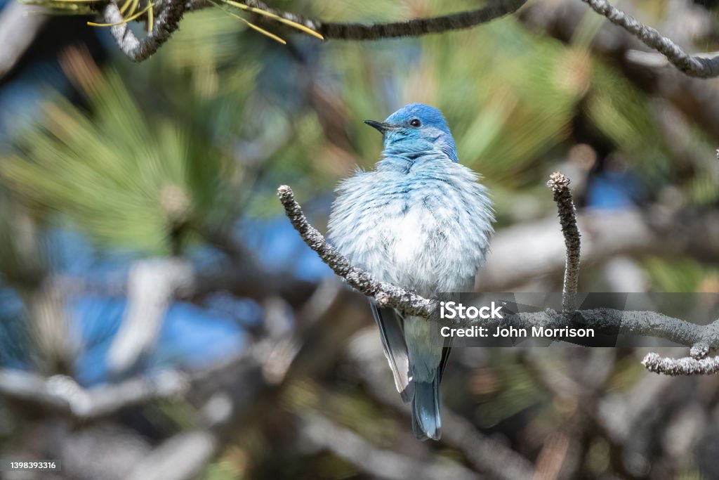 Mountain Bluebird perching in pine tree Mountain Bluebird perching in pine tree in Montana mountains of western USA. Bluebird - Bird Stock Photo