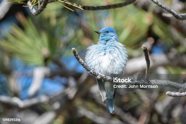 Mountain Bluebird Perching In Pine Tree Stock Photo - Download Image Now - Bluebird - Bird, Animal, Animal Wildlife