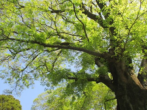 Un árbol gigante de celtis sinensis que ha crecido significativamente hacia el cielo azul photo