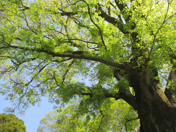 A giant tree of celtis sinensis that has grown significantly toward the blue sky A deciduous tree of the Ulmaceae family. It reaches a height of 20 meters. The leaves are asymmetrical oval. In early summer, it bears pale yellow female and male flowers, and in autumn it bears azuki-sized sweet fruits in orange. The material is for appliances and firewood. deciduous tree stock pictures, royalty-free photos & images