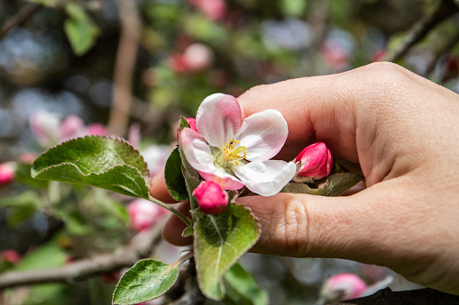 Holding beautiful blossom of apple in white and pink color, a symbol of spring and beginning of life.