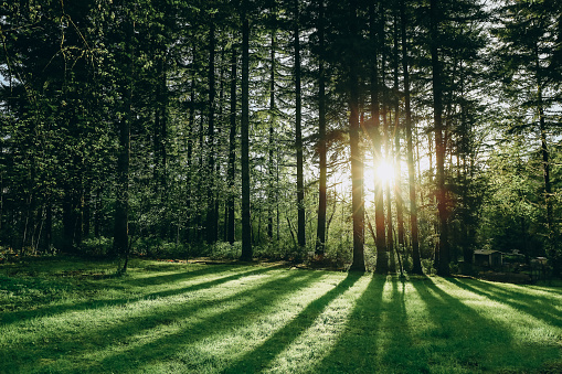 Sunbeams breaking through Spruce Tree Forest at Sunrise, rays of sunlight amongst trees and on forest floor