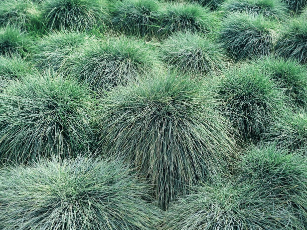 fétuque bleue ou herbe festuca glauca dans le jardin - fescue photos et images de collection