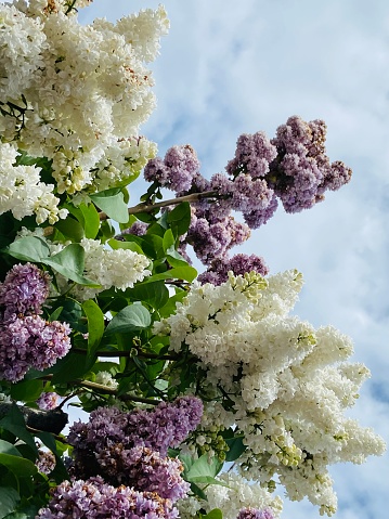 Lilac bunches