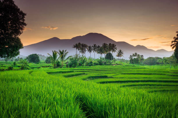 녹색 쌀과 맑은 하늘이 산맥 위로 번쩍이는 논에서의 아침 전망 - bali indonesia rice paddy rice 뉴스 사진 이미지